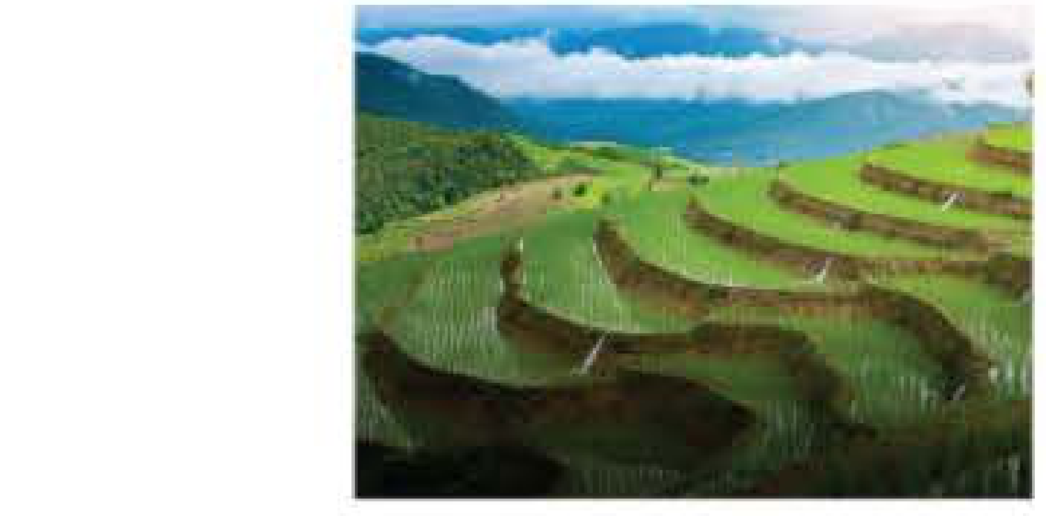 Hình 7.30 Ruộng bậc thang